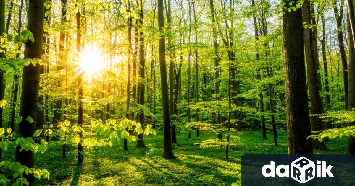 По повод Седмица на гората която традиционно се провежда през