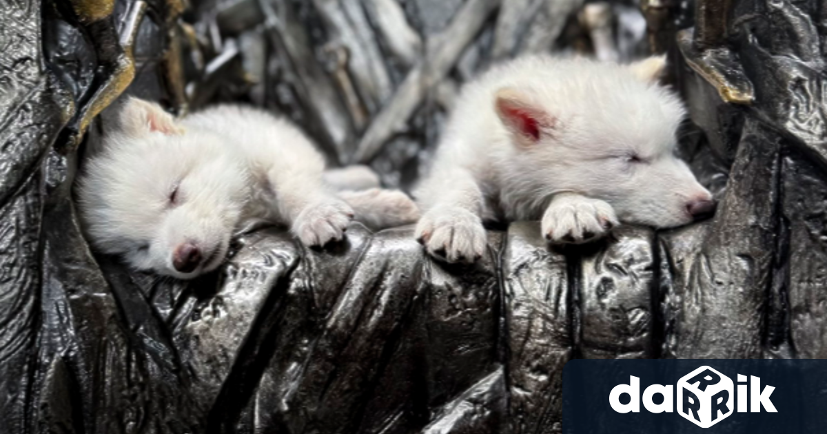 Прототипът на легендарната вълчица от култовата фентъзи поредица Игра на