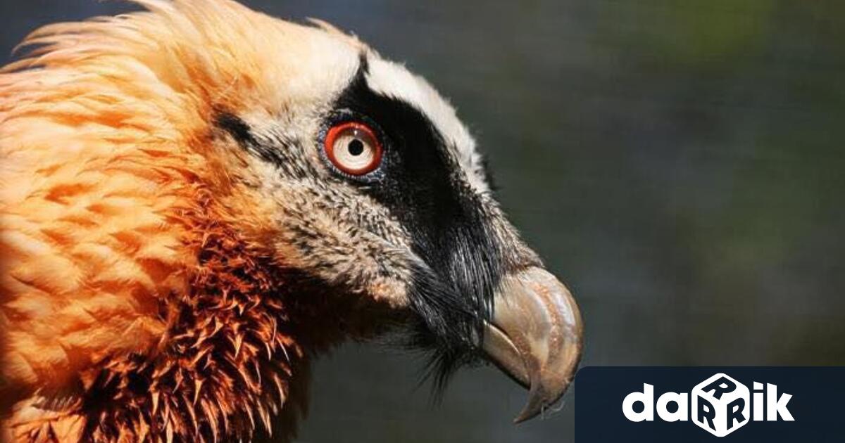 На 17 май 2025 г в крепост Туида край Сливен