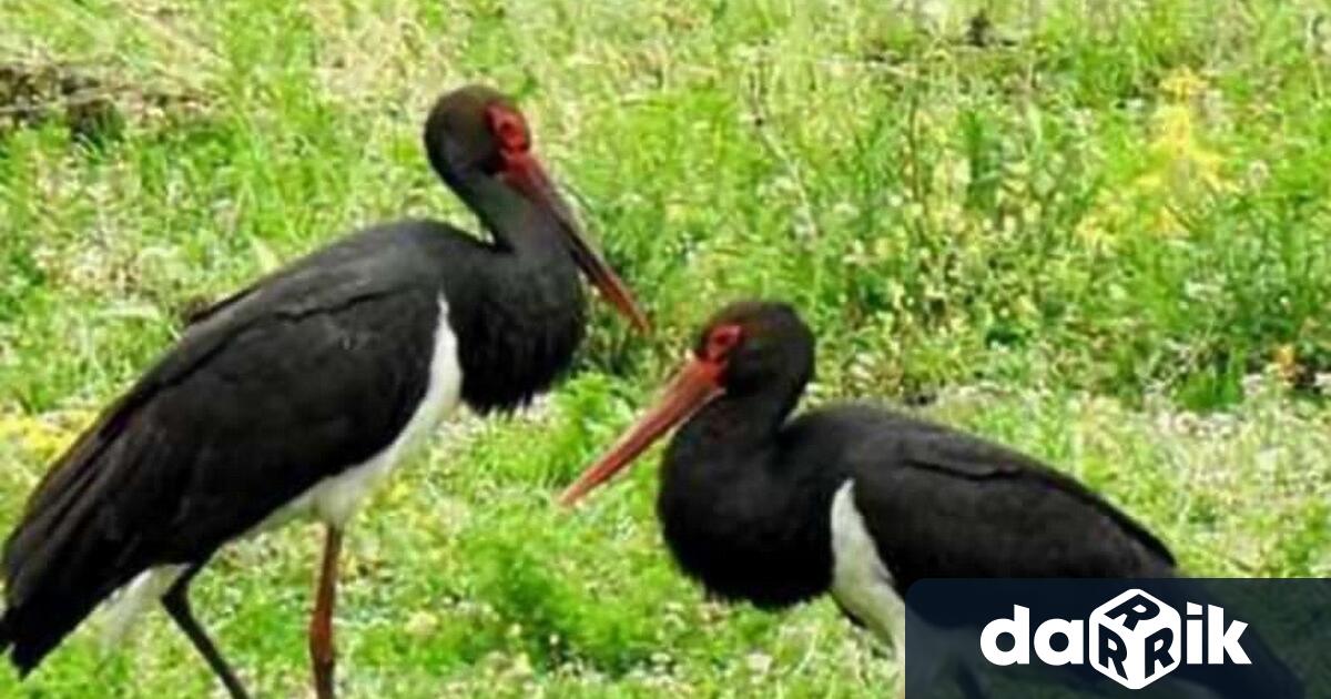 Двойка черни щъркели са забелязани в района между котленските села