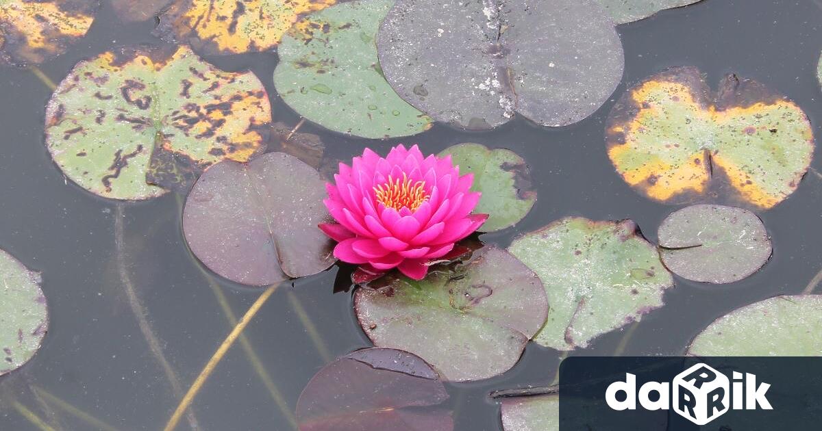 Повече от 30 са записалите се любители и професионални художници