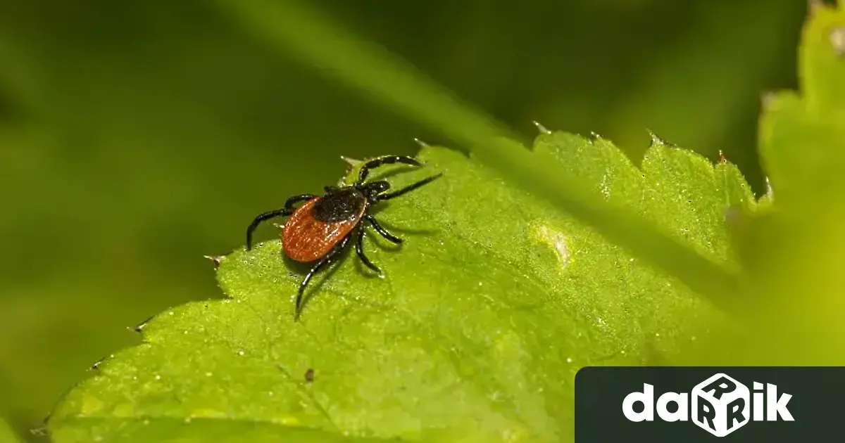 Този сезон има удвояване на случаите на лаймска болест у