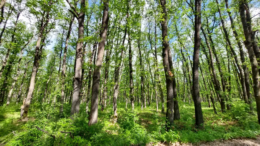 По-малко нарушения в горите на Централна Северна България през месец май