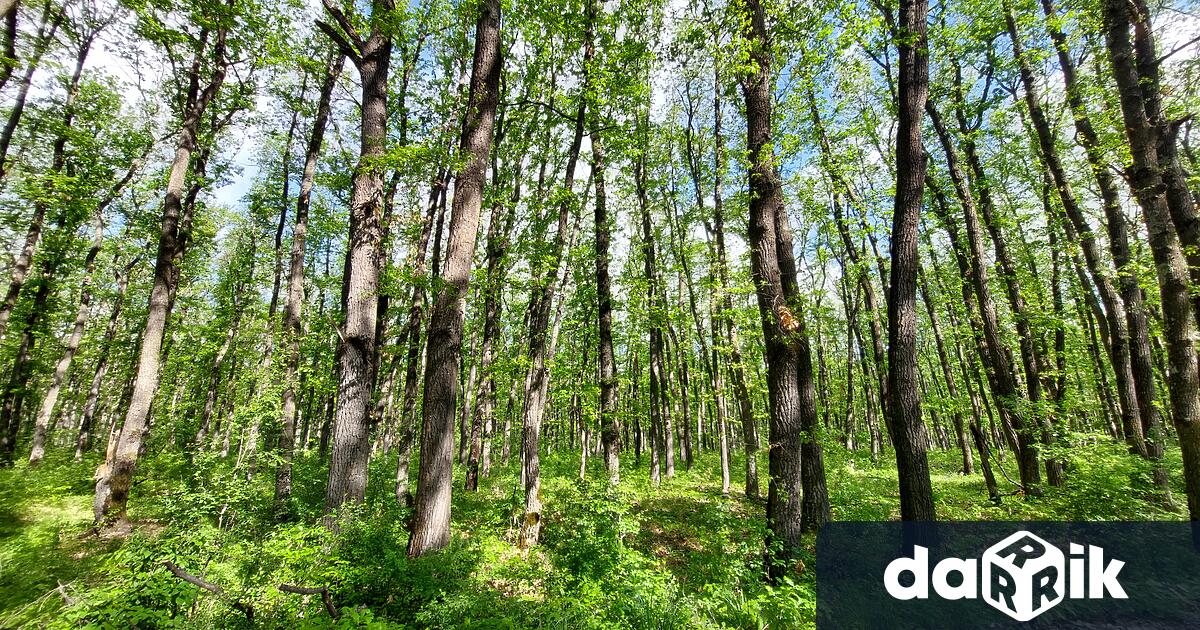По малко нарушения в горите на Централна Северна България през месец
