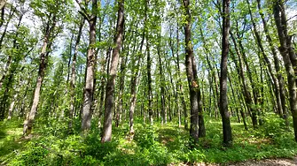 По-малко нарушения в горите на Централна Северна България през месец май