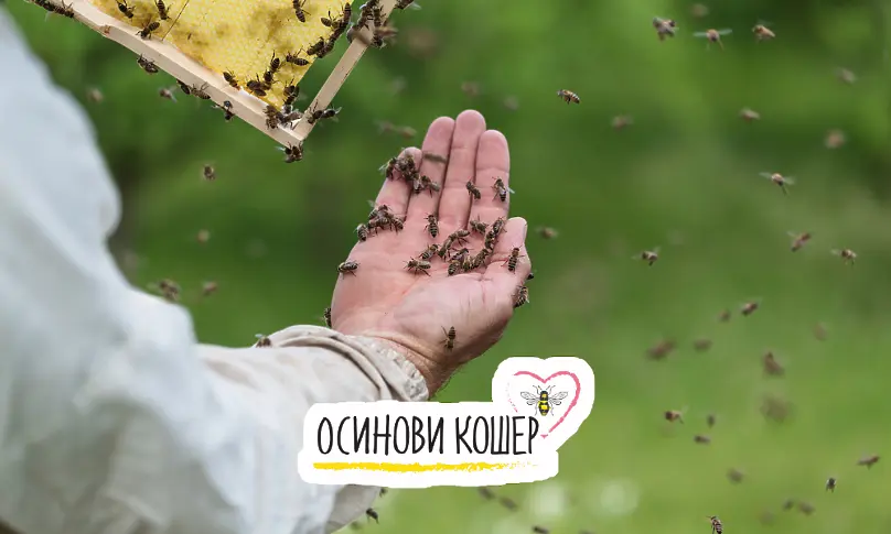 Ако пчелите изчезнат, изчезваме и ние | Осиновете кошер