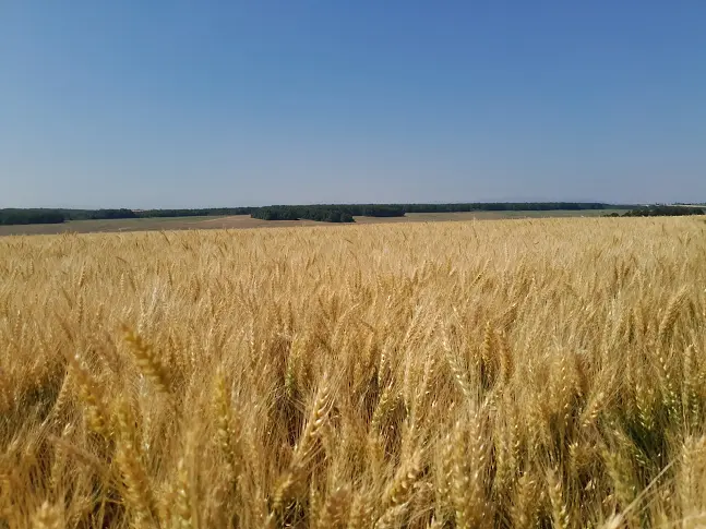 Официалният старт на жътвената кампания за страната бе даден във видинско