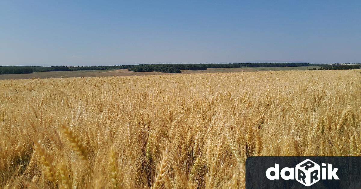 Инициативата е на Националната асоциация на зърнопроизводителите а през 2025