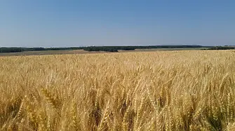 Официалният старт на жътвената кампания за страната бе даден във видинско