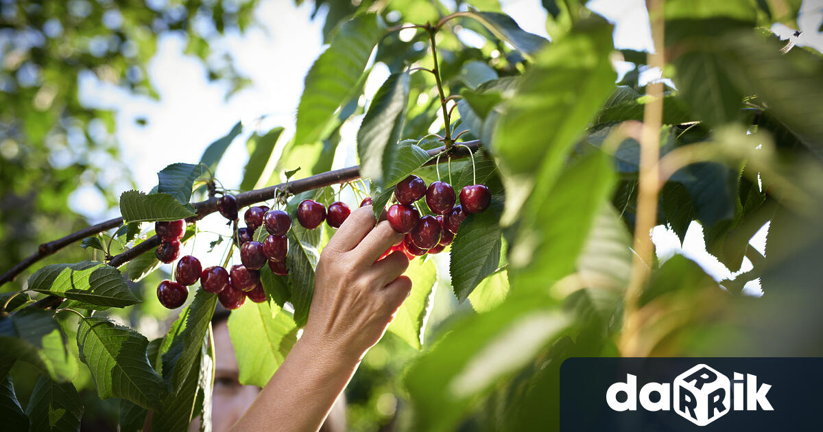 По малко ще бъдат българските плодове тази година а причината епролетните