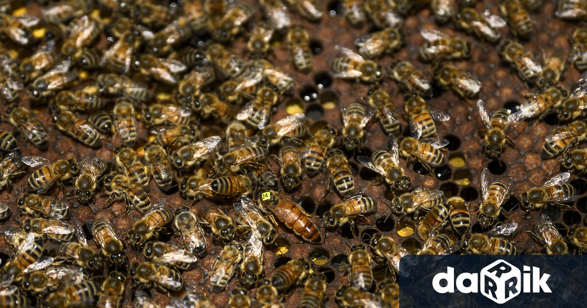 Необичайна ситуация в Пловдив Полицаи отцепиха с лента периметър в