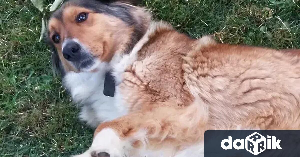 Жестокост към животно взриви социалните мрежи Мъж е влачил куче