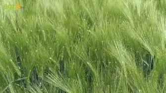  Във видинско изгоряха над 221 декара ечемик и 9 декара пшеница