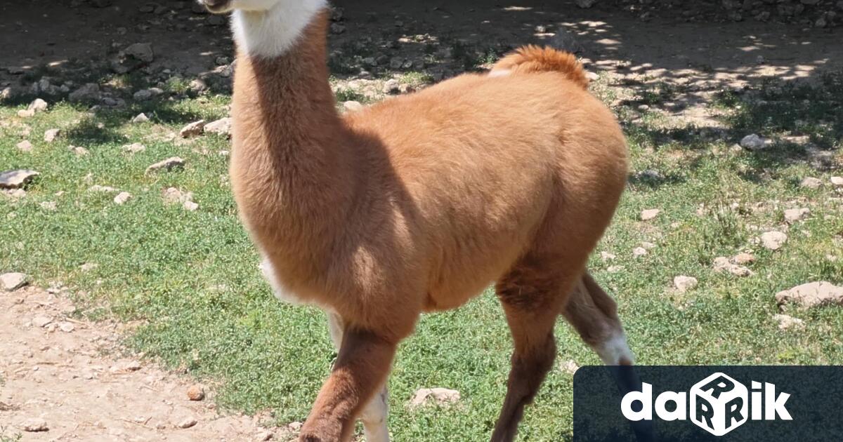Бебе лама е най новото попълнение в плевенския зоопарк Кайлъка Малкото