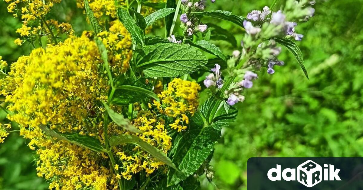 Еньовден – традиции и обичаи е името на инициативата от