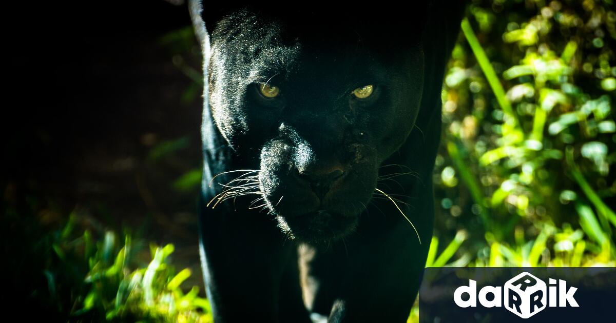 Издирването на черния леопард в района на Шуменското плато продължава