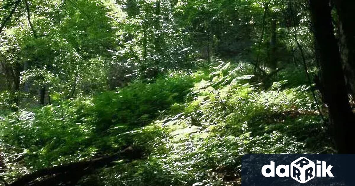 Пантера е издирваният хищник в района на Природен парк Шуменско