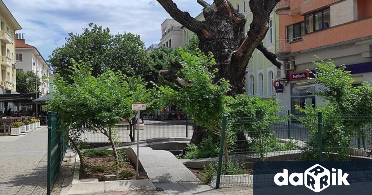 От фондация Стария бряст предложиха идея за възвръщане на зеления