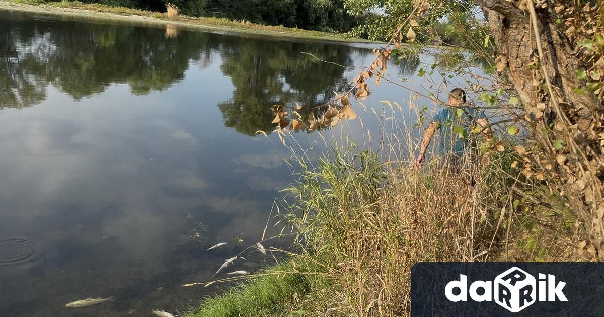 Три институции проверяват защо умира риба в река Марица до