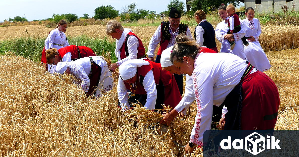 В село Новоселецсе проведе традиционният ритуал зажънване който отбелязва началото