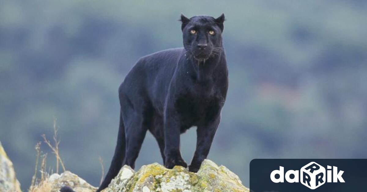 Продължаваме с активно наблюдение на територията на и около Шуменското