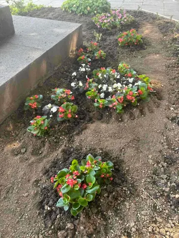  Зацветяват дребните обитаеми места в община Плевен с над 2000 бегонии 