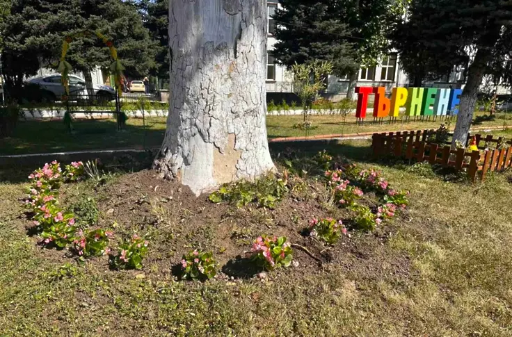  Зацветяват дребните обитаеми места в община Плевен с над 2000 бегонии 