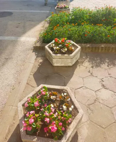  Зацветяват дребните обитаеми места в община Плевен с над 2000 бегонии 