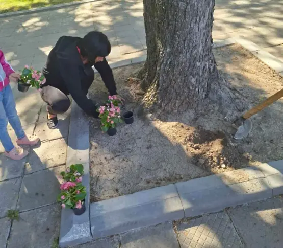  Зацветяват дребните обитаеми места в община Плевен с над 2000 бегонии 