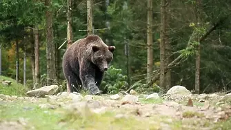Мотоциклетист загина след нападение от мечка на прочут румънски път