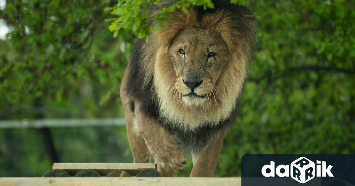 Лъвът Зевс който е избягал тази нощ от зоопарка в