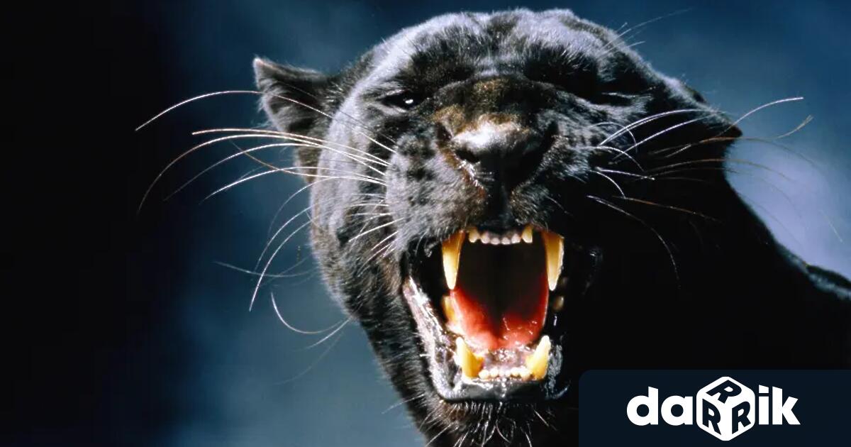 В МВР не са постъпвали официална информация данни или сигнали