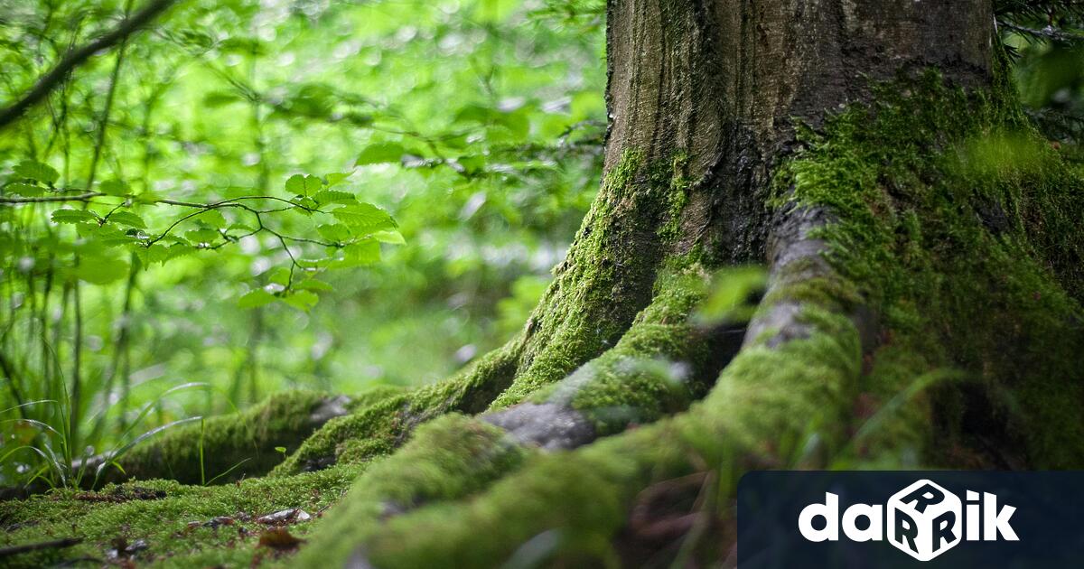 Само за месец юни 2025 г служителите на териториалните поделения