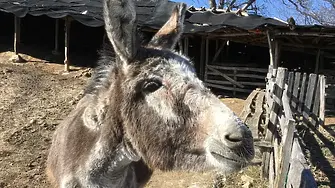 Атентат с магаре взе жертви в Колумбия