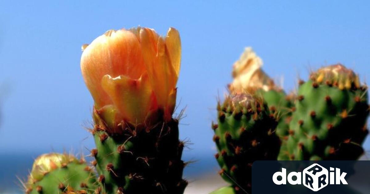 Регионалната инспекция по околната среда и водите във Враца ще