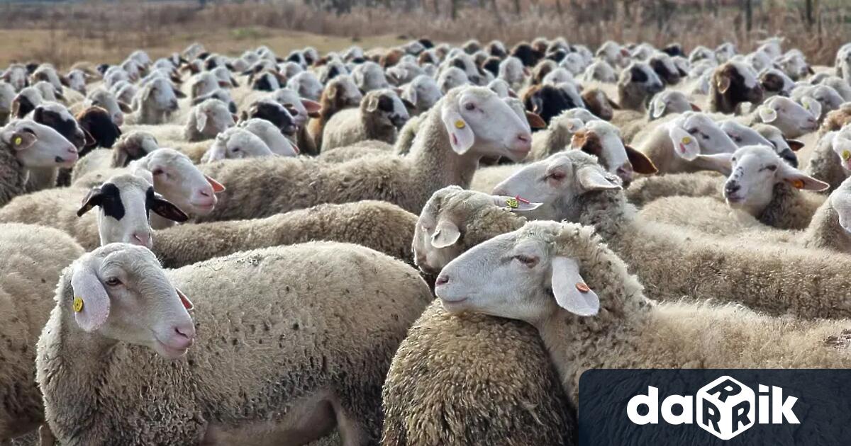Стадо от 1000 овце заразено с шарка по дребните преживни
