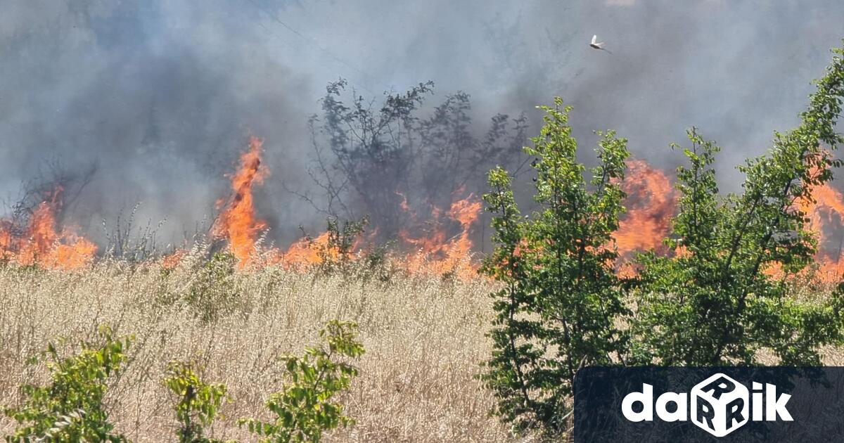 Кметът на Бургас Димитър Николов обяви че са изгорели 25