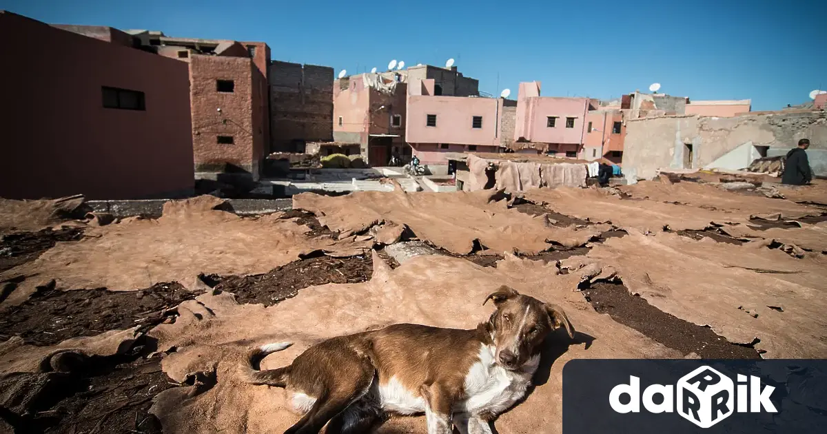 Мароко ще убиетри милиона бездомни кучетав брутален опит за почистване