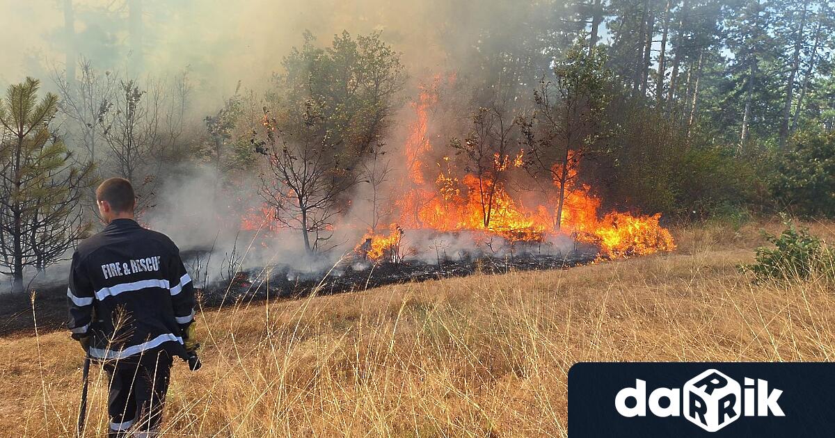 От началото на месец юли във Враца са регистрирани 24