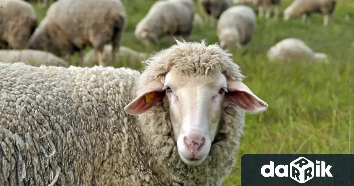 Заради огнища на шарка по дребните преживни животни в Пловдивска