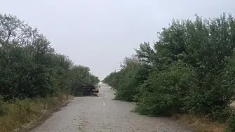 Сигнали за паднали дървета и частично прекъсване на тока на места в Плевенско, след дъжда и силния вятър 