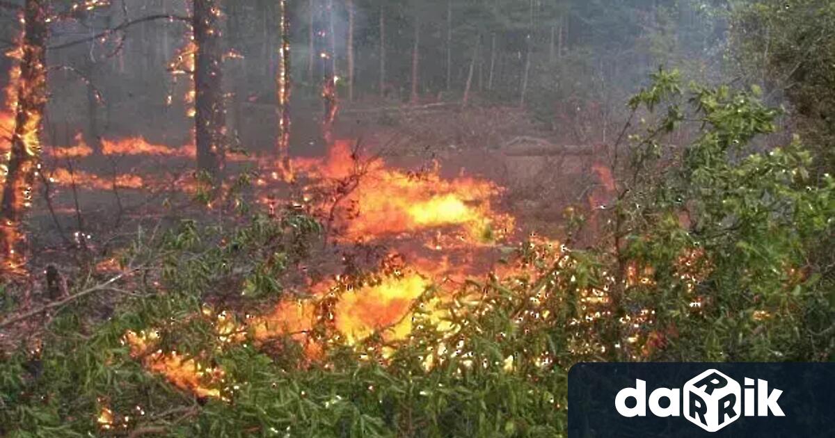 Пожаризбухна днес в гориста област в северното предградие Агиос Стефанос