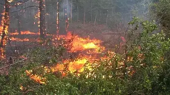 Пожар избухна в горист район близо до Атина