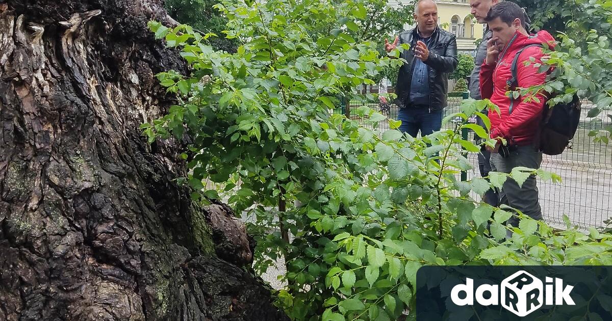 Идеята на фондация Стария бряст за връщане на зеления вид