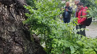 Представиха идея за връщане на зеления вид на Стария бряст 