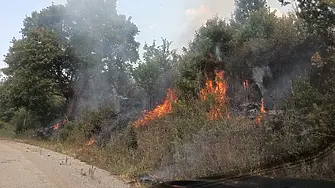 Пожар унищожи 45 декара пшеница и 19 декара широколистна гора в землището на видинско село