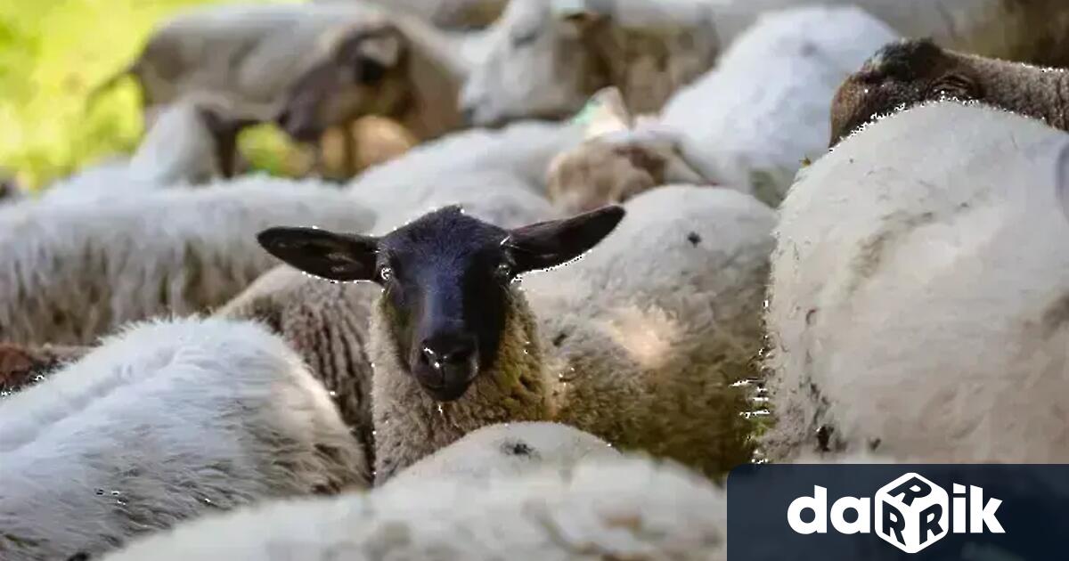 Нови огнища нашаркапо дребните преживни животни Най засегнат от заразата е