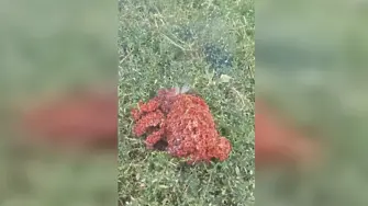 Ето какъв е произходът на червената маса паднала в Якоруда