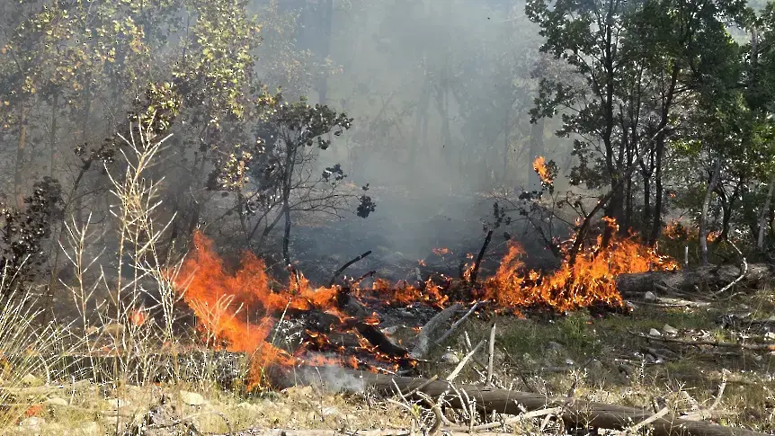 В гората над село Плоски отново гори (ОБНОВЕНА)