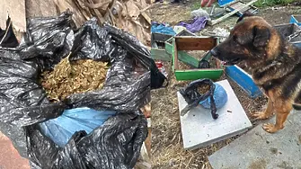 Откриха канабис, укрит в пчелни кошери